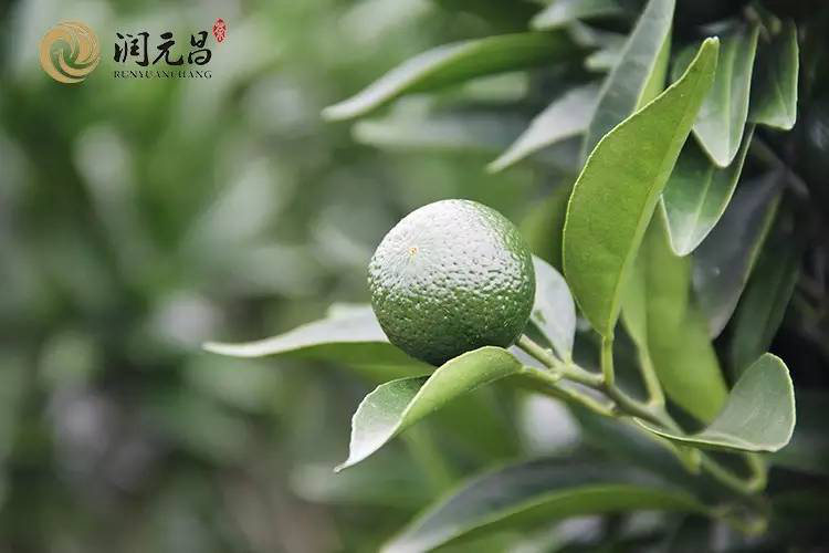 普茶的柑皮原料,为什么一定要是新会茶枝柑?