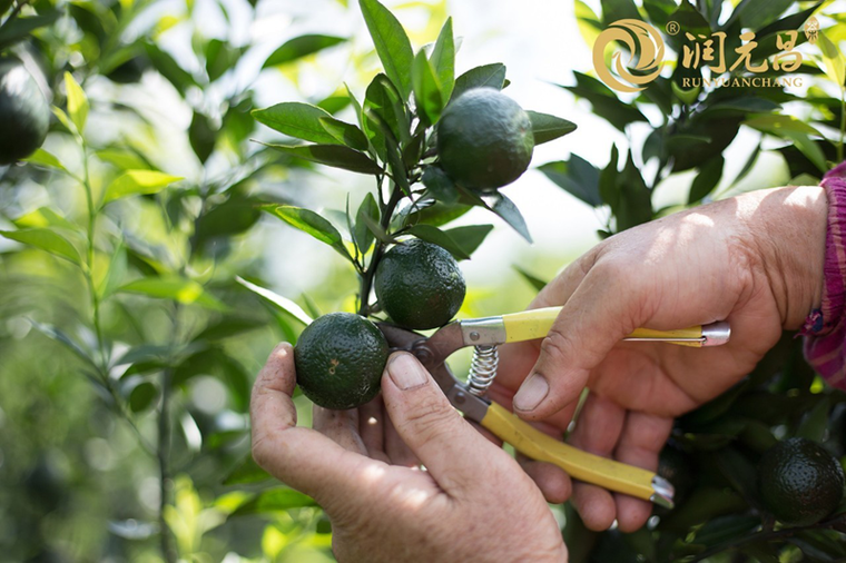 普茶的柑皮原料,为什么一定要是新会茶枝柑? 