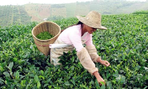 水满红茶,海南名茶 | 中国普洱茶网