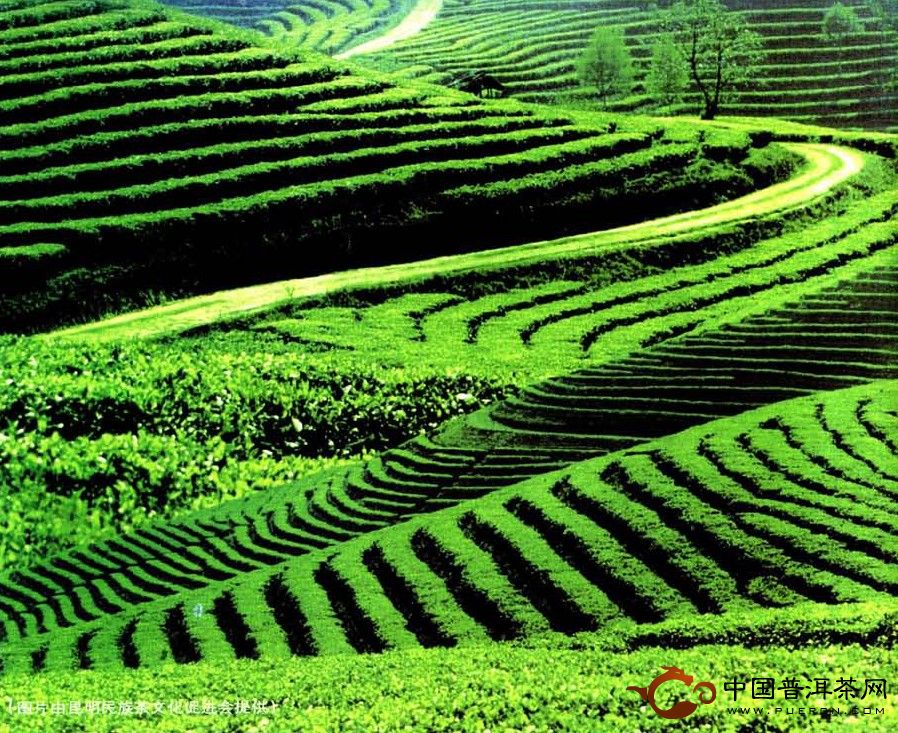 浅谈云南普洱茶发展的三次浪潮- 中国普洱茶网