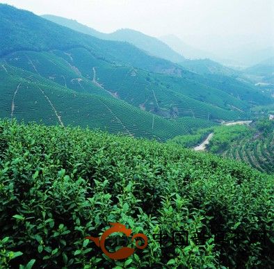 西山茶传说 - 中国普洱茶网,云南普洱茶协会官