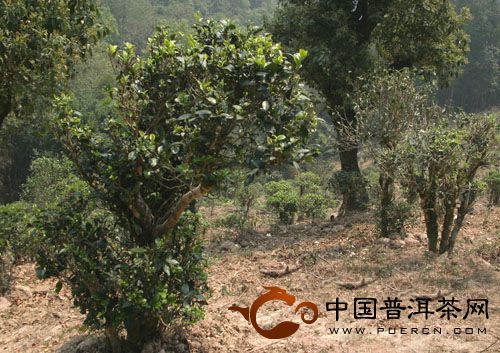 普洱茶产地之古茶树茶山篇（江内六大茶山）：曼撒古茶山