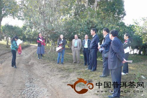 六大茶山茶业：版纳州人大代表、勐海县行政部门领导赴贺开考察古茶园项目