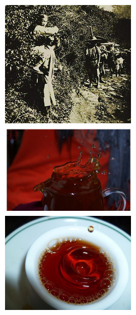 三国时期的普洱茶