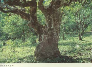 孟连腊福黑山野生古茶树和澜沧邦崴过渡型古茶树简介（组图）