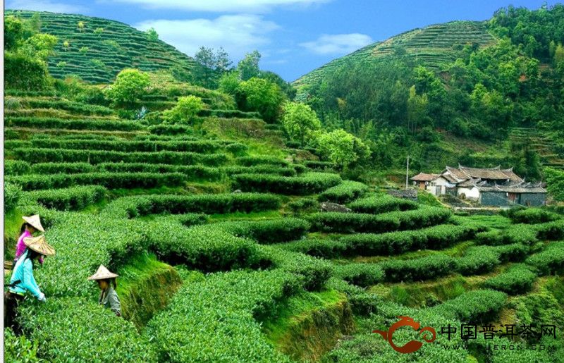景东县转变茶产业：全省最大的有机绿色普洱茶