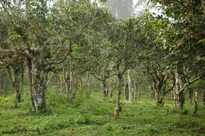南本老寨古树茶产区