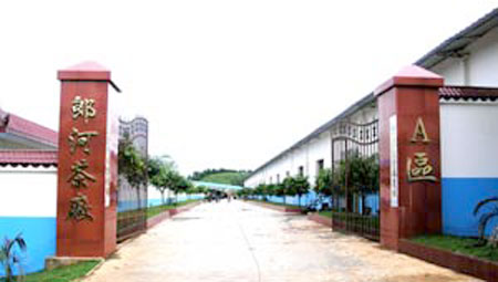 勐海县郎河茶厂