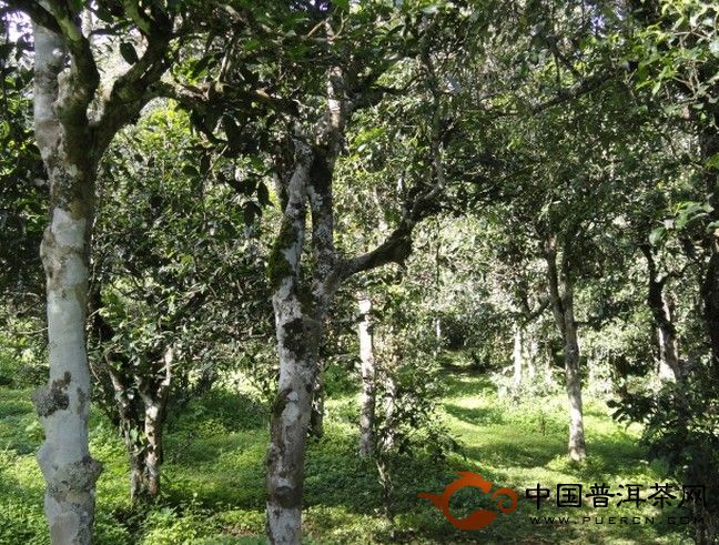 镇沅县文帕村的茶园情况，及生态指数