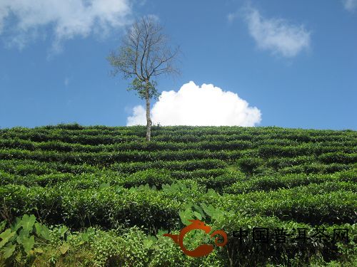 勐海茶厂巴达茶园基地风光