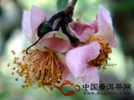倚邦稀有茶树种——红花大树茶