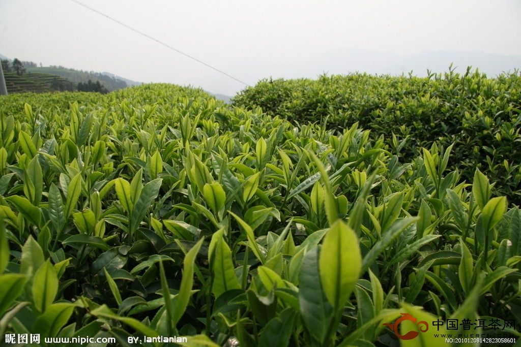 贵州雷公山银球茶地方标准细则 - 中国普洱茶网