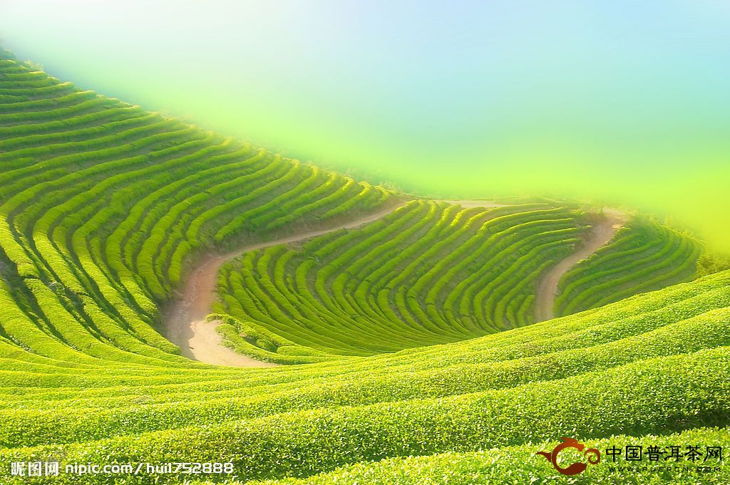福建南平种植经济绿肥3种主要模式 - 茶叶种植