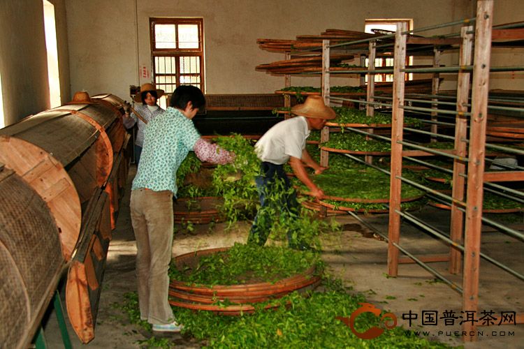 霍山黄芽的制作步骤 - 中国普洱茶网,云南普洱
