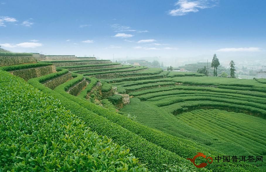 云南绿清益普洱茶业有限公司 - 普洱茶厂,普洱