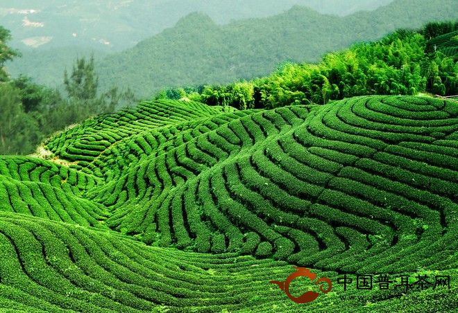 普洱千家寨普洱茶业有限公司