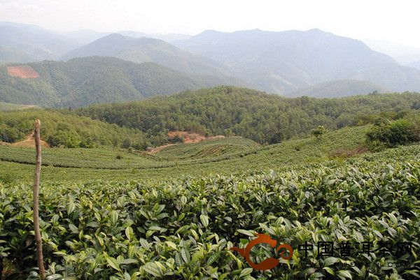 景谷县完成2012年生态茶园市级验收工作