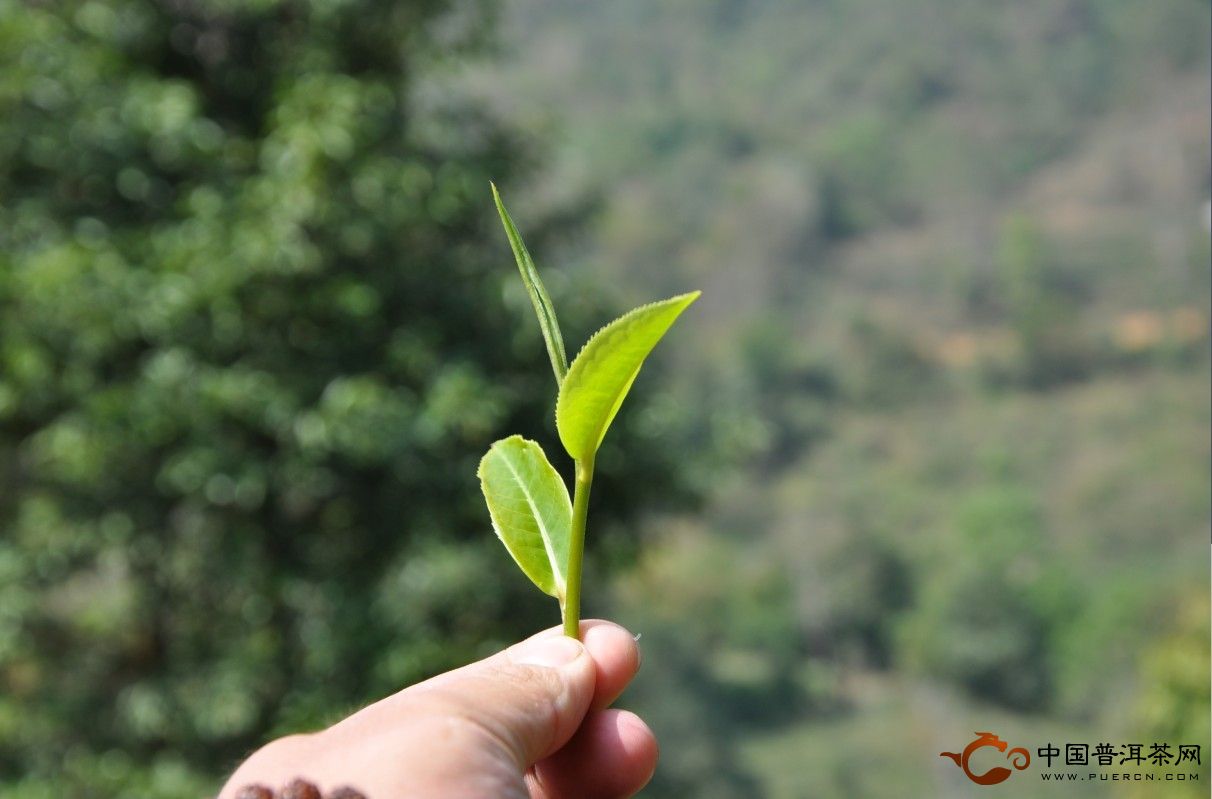 微生物直接影响普洱茶的保健功效和品质风味