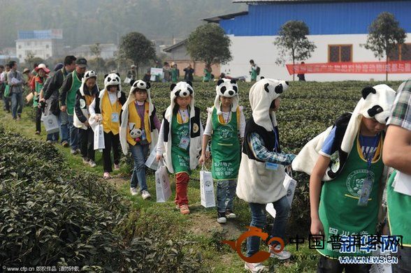 别让孩子成为熊猫茶的营销道具 - 中国普洱茶