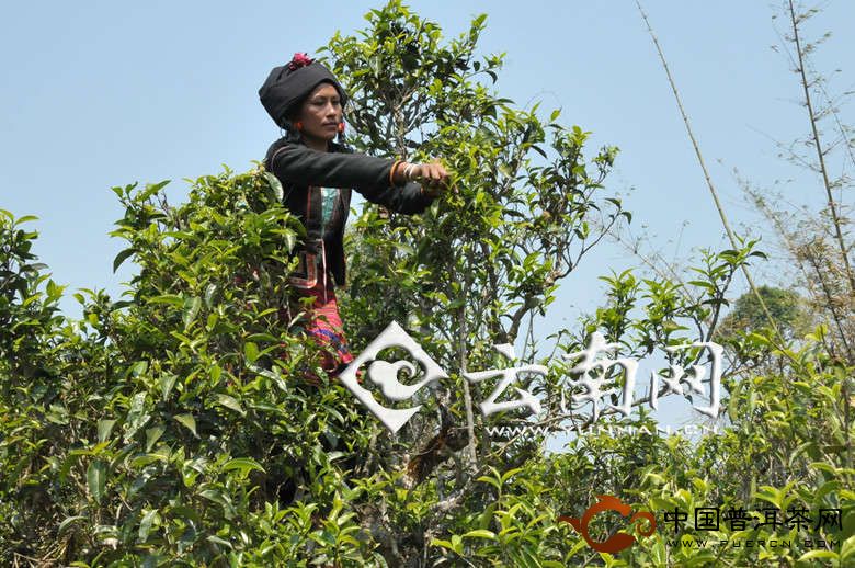 第五届"勐海茶王节"暨布朗"桑衎"节4月9日举办