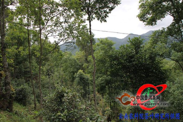 茶叶所专家到勐海县曼迈村民委员会开展技术服务