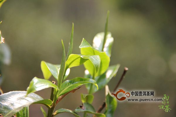 【益心泉·雨婷说茶】茶树鲜叶的头春与二春