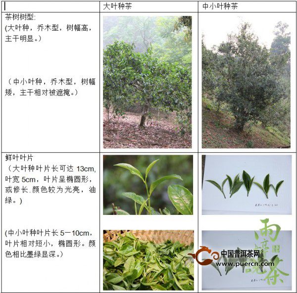 【益心泉·雨婷说茶】云南大叶种与中小叶种茶树
