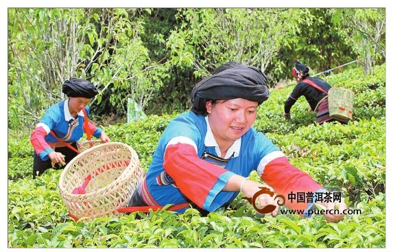 普洱茶创意茶庄园在勐腊易武高山寨开建