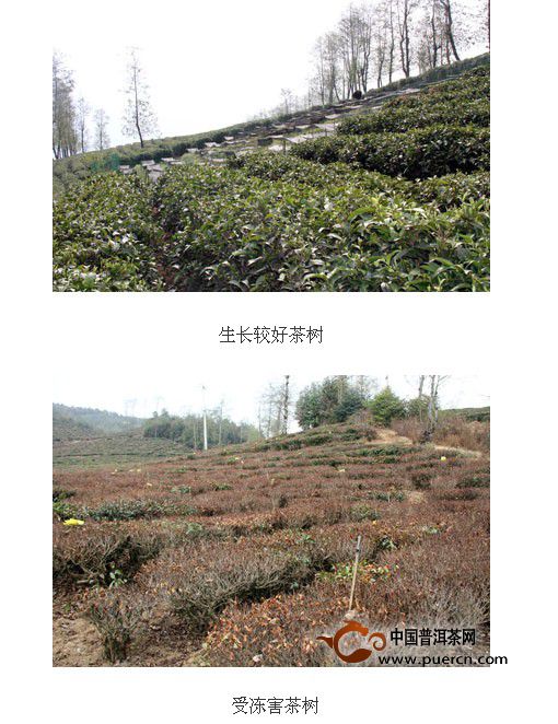 南涧县茶叶工作站到茶场检查指导种植茶树新品