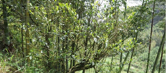 安溪发现野生茶树群 约有上百年历史(图) - 茶叶