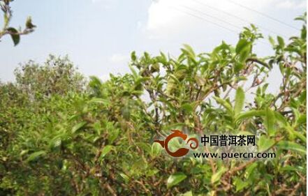 双江县勐库镇茶叶产业助推经济持续发展