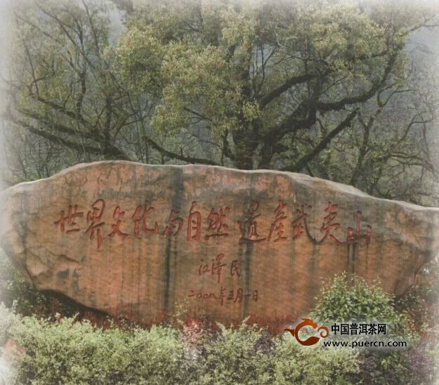 揭秘:神奇的茶王--母树大红袍 - 茶叶文化_中国