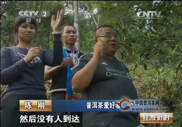 【CCTV-2】过度采摘之后枯死的曼松古树（三）