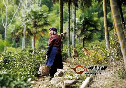 普洱茶微语第十一周：普洱茶浪潮、那茶山之中世代劳作的茶农