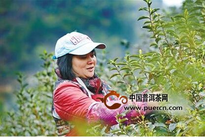 重庆茶叶市场:春茶大量上市 简装茶更受欢迎 -
