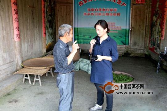 央视记者采访福鼎白茶传统制作技艺的非遗传承