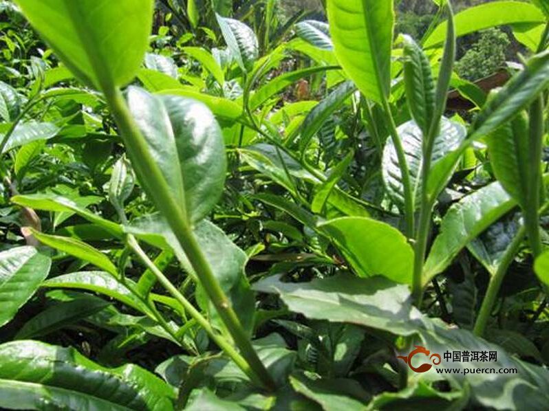 南伞镇：李红栽种的茶叶变成了增收的“金种子”