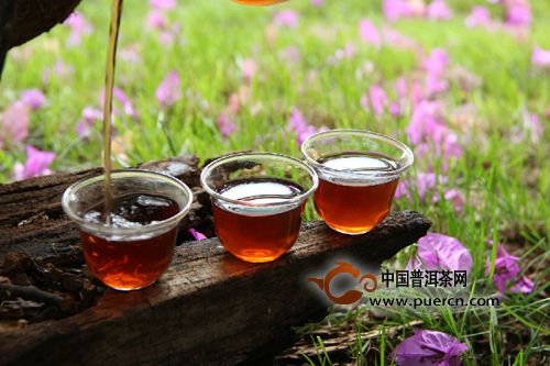 【普洱早课】学茶须知：关于普洱茶年份的七个阶段