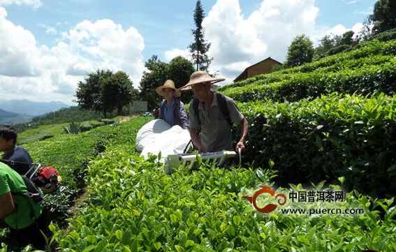 滇红集团基地春茶生产形势良好 - 【云茶】云茶