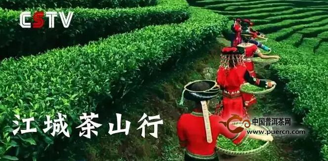 江城：云南优质普洱茶的重要来源之一