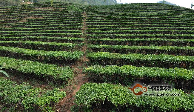 揭秘云南普洱茶树的几种茶地生态（组图）