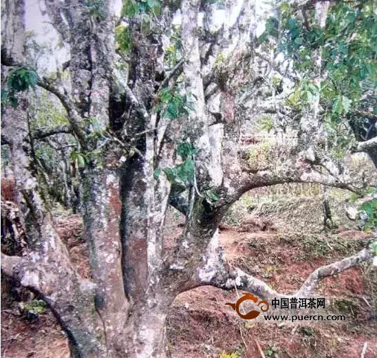 野生型茶树种质资源之一河头大茶树