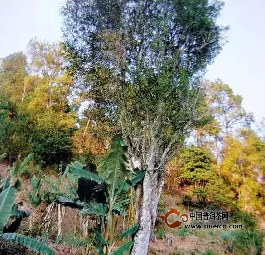 野生型茶树种质资源之一灵官庙大树茶