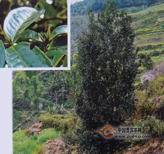 野生型茶树种质资源之一芦山白茶