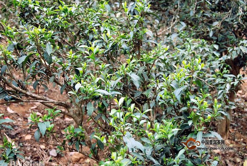 勐腊秧林自然村普洱茶（茶叶）特点