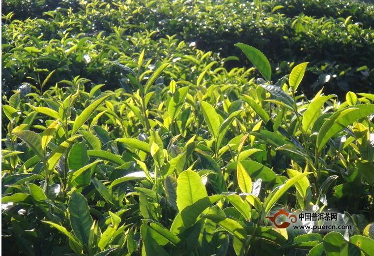 吉良自然村普洱茶茶质特色