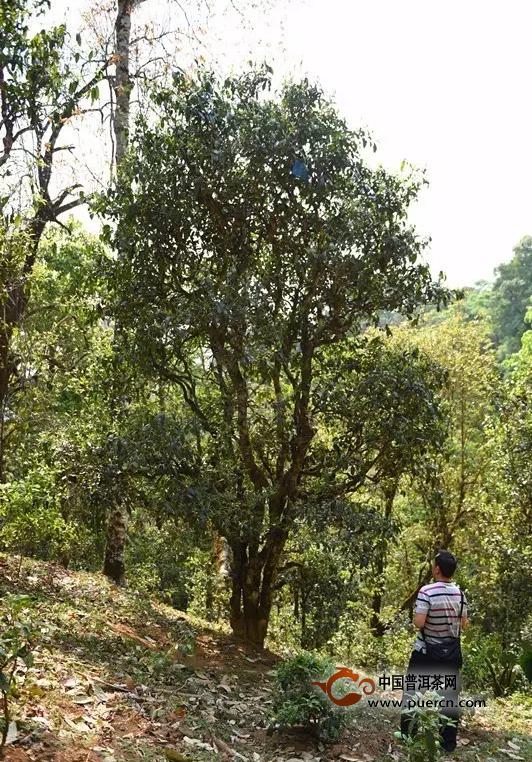 【普洱茶话】关于保护云南古茶树资源的建议