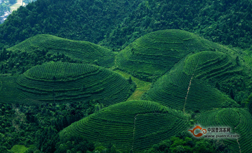 大生态下的贵州茶旅一体化