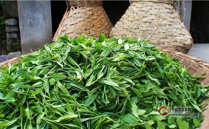 “绿茶思维”普洱茶的“禁区”
