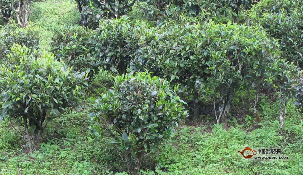 茶叶的基本知识之茶树与茶叶的分类